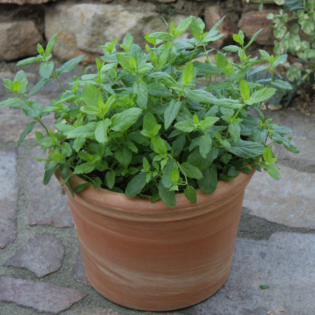 Blu Bio-Marokkanische Tee-Minze Topf-Ø ca. 12 cm Mentha