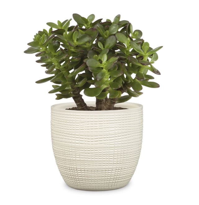 Scheurich Übertopf 866 Ø 14 cm Vainilla