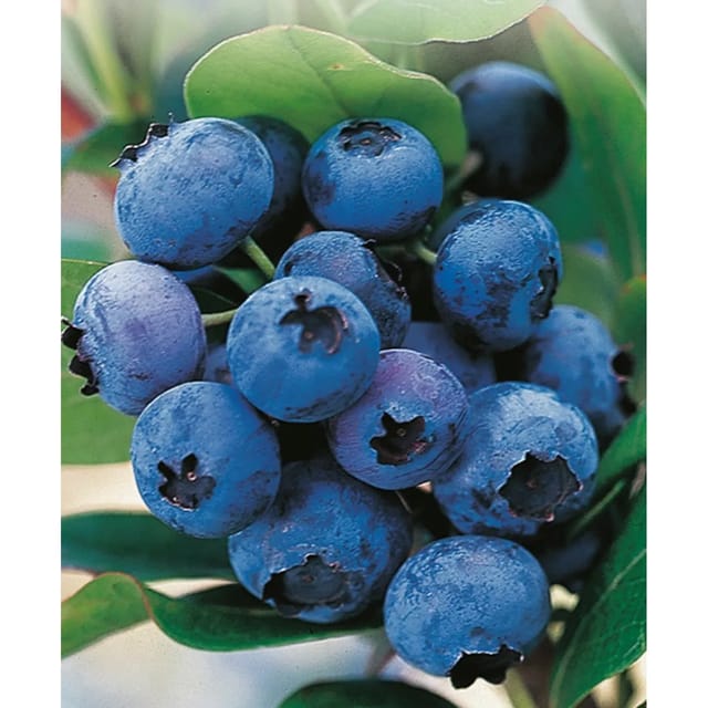 GROW by OBI Heidelbeere Hortblue Petite Höhe 40 - 60 cm Topf 4,6, Vaccinium