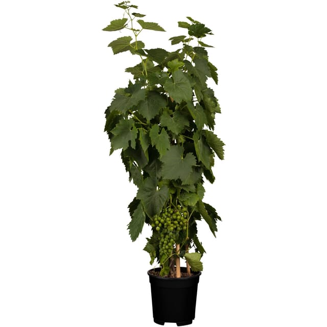 OBI Weinrebe Hellgelb Höhe ca. 20 - 30 cm Topf ca. 3, Vitis