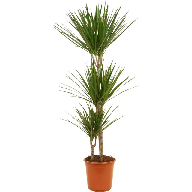 GROW by OBI Drachenbaum 3er Stamm Topf Ø ca. 24 cm