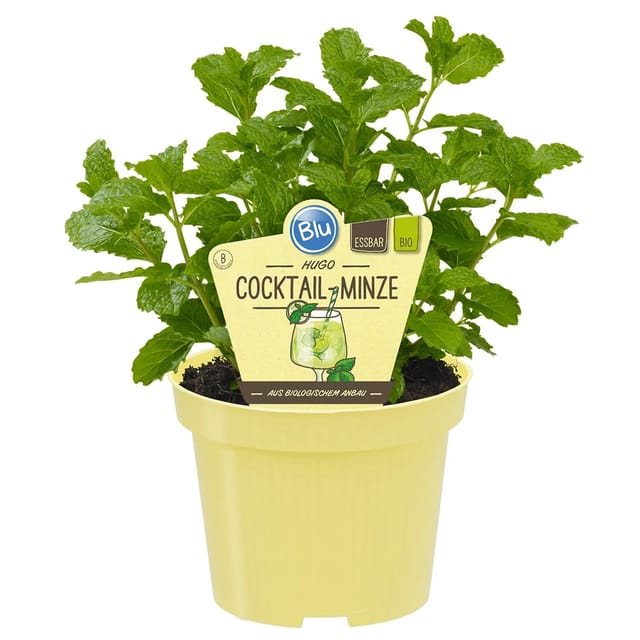 Blu Hugo Cocktail-Minze Topf-Ø ca. 12 cm