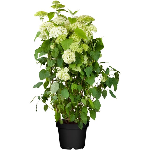 OBI Ballhortensie Annabelle Weiß Höhe ca. 40 - 50 cm Topf ca. 5, Hydrangea