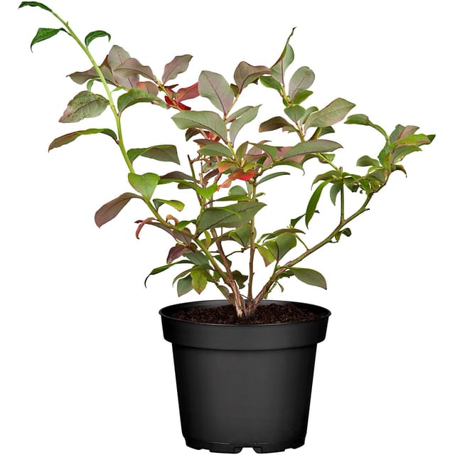 Heidelbeere Bluecrop Höhe 30 - 40 cm Topf-Ø 3, Vaccinium