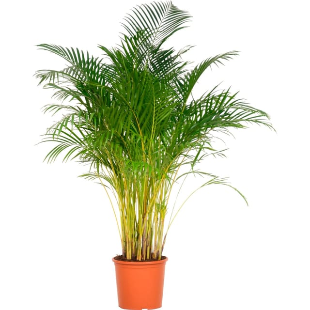 Goldfruchtpalme Höhe ca. 140 - 150 Topf-Ø ca. 32 cm Areca Dypsis,utescens