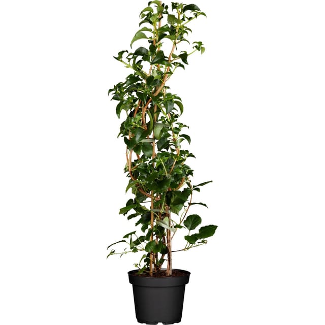 Kletterhortensie Weiß Höhe ca. 60 - 80 cm Topf ca. 5, Hydrangea petiolaris