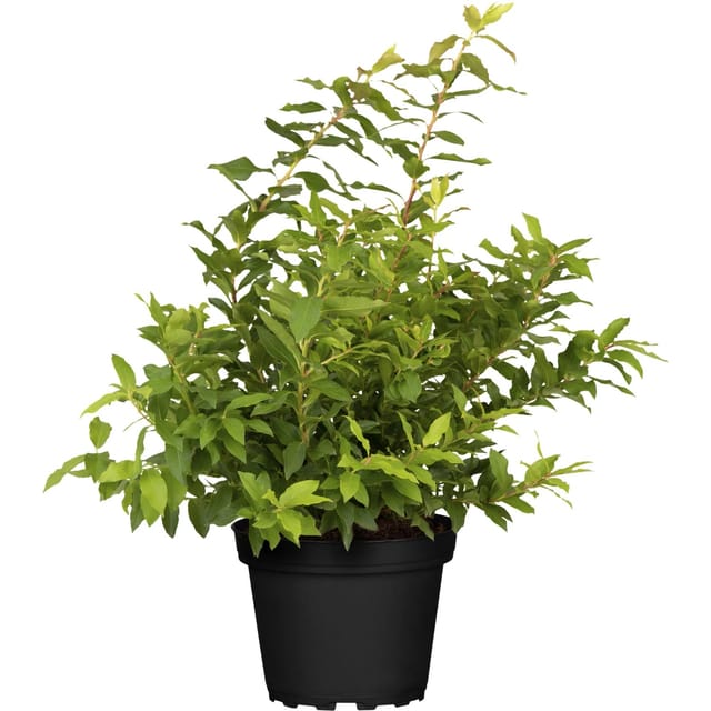 Heidelbeeren Lucky Berry Höhe ca. 30 - 40 cm Topf ca. 4,6, Vaccinium corymbos