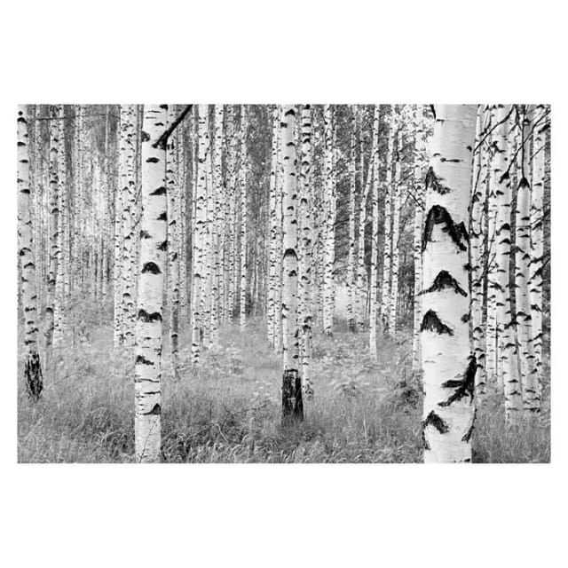 Komar Vliesfototapete Woods 368 cm x 248 cm FSC®