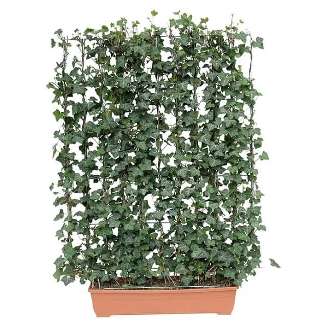 Efeu Hecke am,aufenden Meter für den Balkon 130 cm hoch 100 cm breit Hedera