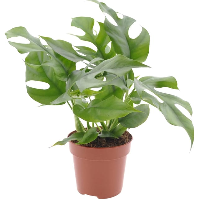 GROW by OBI Fensterblatt Höhe ca. 25-35 cm Topf Ø ca. 12 cm Monstera Minima