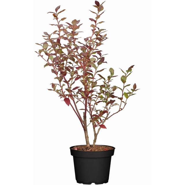 OBI Heidelbeere Elisabeth Höhe ca. 30 cm - 40 cm Topf ca. 3, Vaccinium