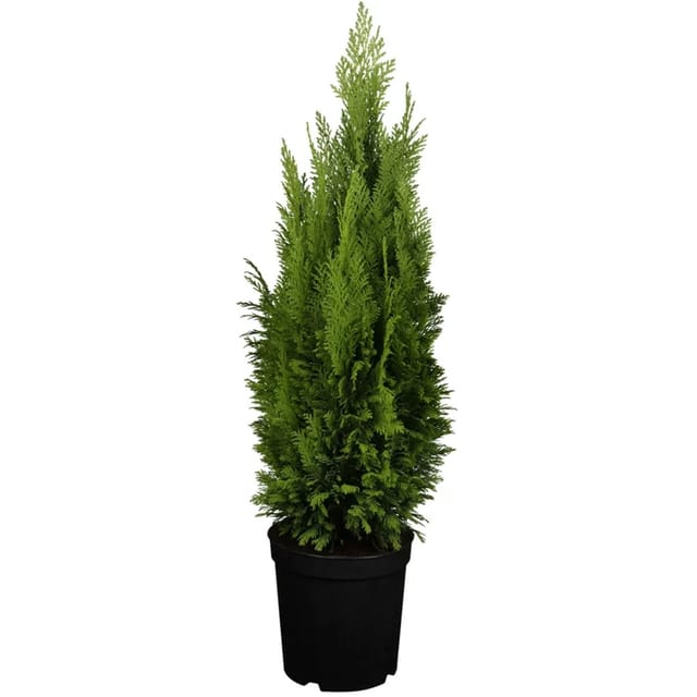 GROW by OBI Kegelzypresse Ellwood´s Empire Höhe ca. 50 - 60 cm Topf ca. 5,