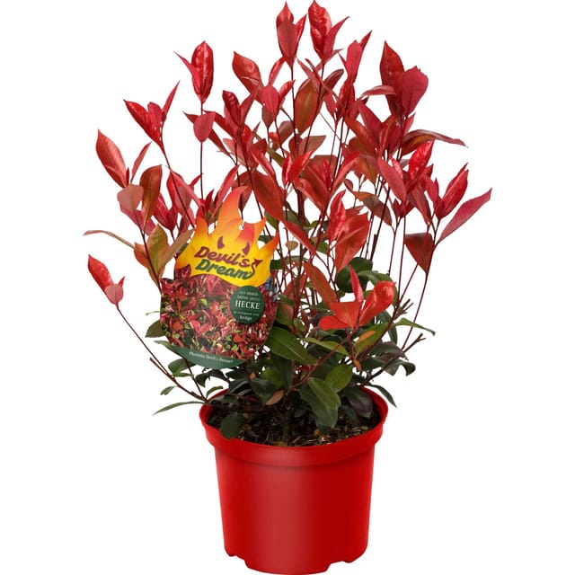 GROW by OBI Glanzmispel Devil´s Dream Höhe ca. 30-40 cm Topf ca. 3,4, Photinia