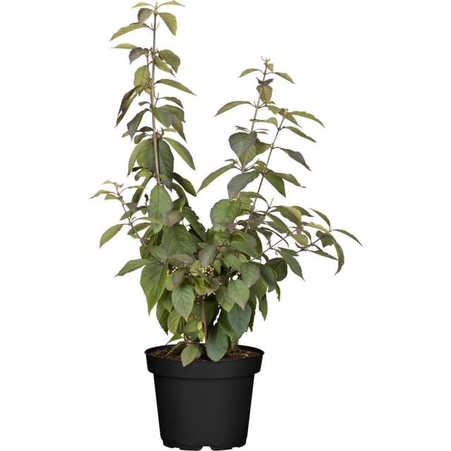 OBI Liebesperlenstrauch Profusion Lila Höhe ca. 40 - 60 cm cm Topf ca. 4,