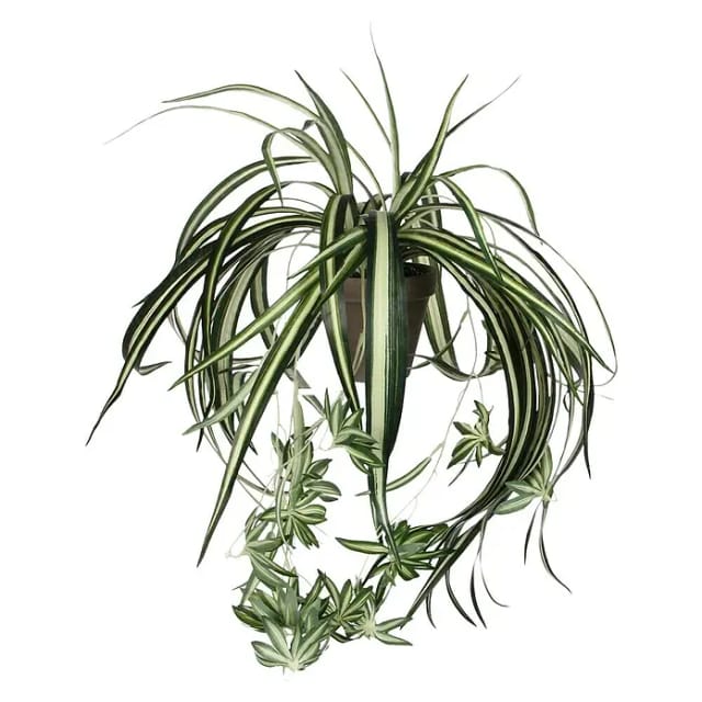 Mica Decorations Kunstpflanze Chlorophytum in Topf H 45 cm, Ø: 45 cm
