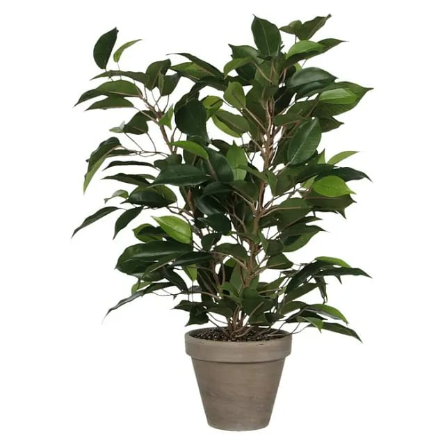 Mica Decorations Kunstpflanze Ficus Natasja Grün H 40 cm, Ø: 30 cm