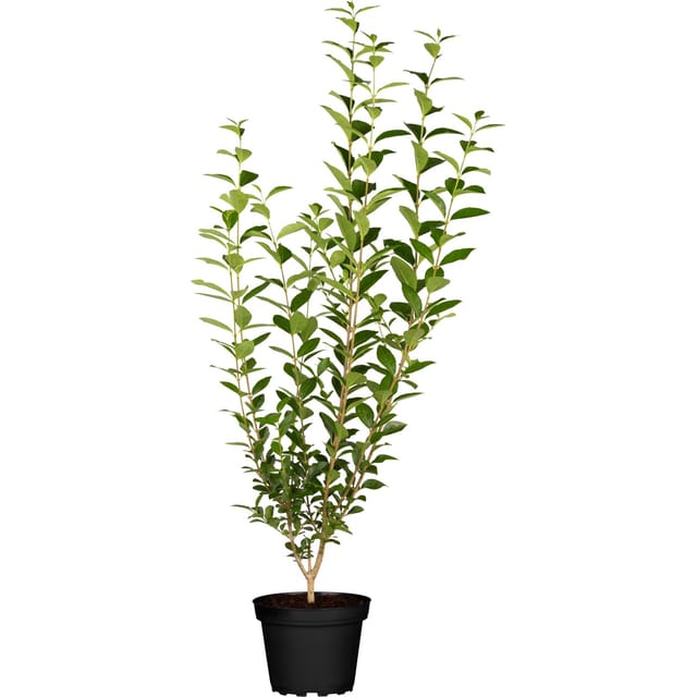 GROW by OBI Liguster Grün Höhe ca. 60-80 cm Topf ca. 3, Ligustrum Atrovirens