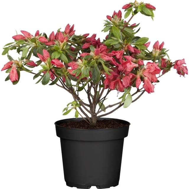 OBI Japanische Azalee Rot Höhe ca. 30 - 40 cm Topf ca. 5,