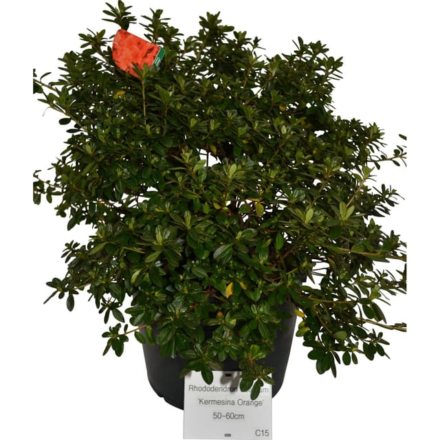 OBI Japanische Azalee Orange Höhe ca. 30 - 40 cm Topf ca. 5,