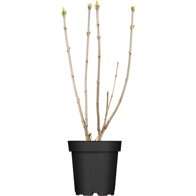 OBI Edelflieder Mme Lemoine Weiß Höhe ca. 40 - 60 cm Topf ca. 3,5, Syringa
