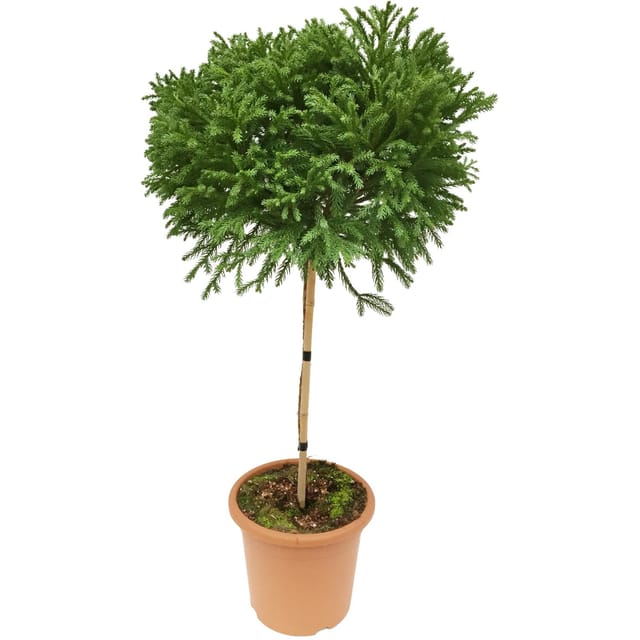 OBI Sicheltanne Globosa Nana Höhe ca. 60 cm Topf ca.9, Cryptomeria japonica