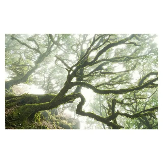Komar Fototapete Vlies The Forgotten Forest 400 x 250 cm