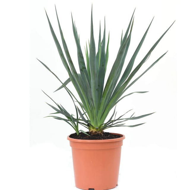 GROW by OBI Palmlilie Höhe ca. 30 -40 cm Topf ca. 10, Yucca gloriosa