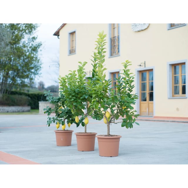 GROW by OBI Zitrus Busch in Sorten Topf ca. 24 cm Citrus mitis