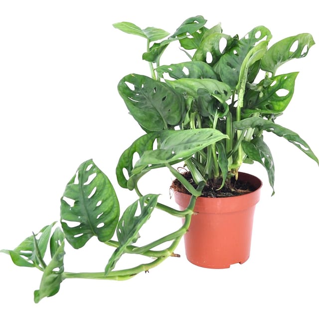 GROW by OBI Lochpflanze Leichtlinii Topf Ø ca. 12 cm Monstera Adansonii
