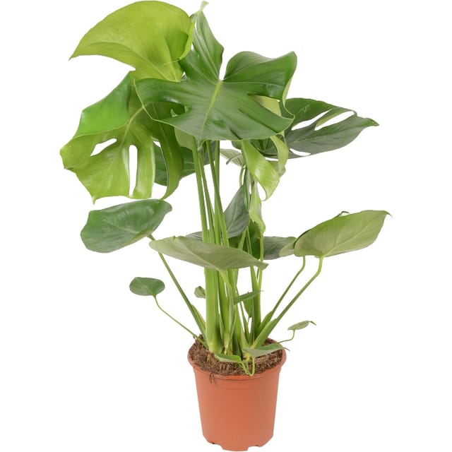GROW by OBI Fensterblatt Tauerii Höhe 65-80 cm Topf Ø 21 cm Monstera Deliciosa