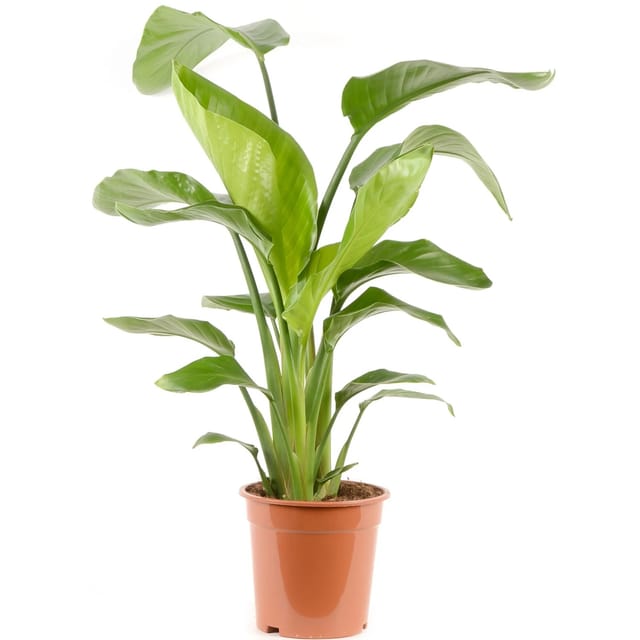 GROW by OBI Strelitzie Höhe ca. 70-80 cm Topf Ø 21 cm Strelitzia Nicolai