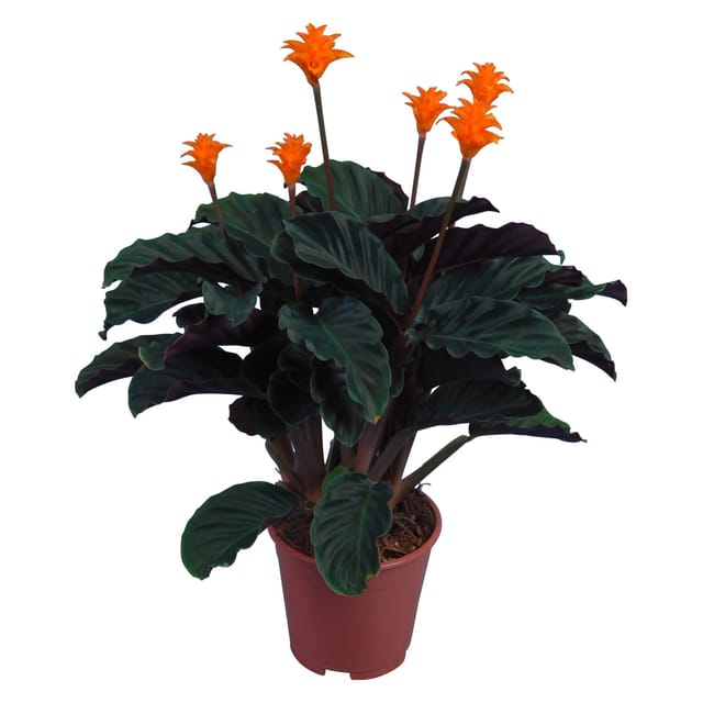 GROW by OBI Korbmarante Topf Ø ca. 14 cm Calathea Crocata