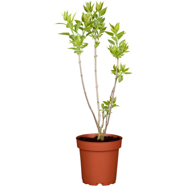Zwerg-Duftflieder Tinkerbelle Rosa Höhe ca. 50 - 60 cm Topf ca. 3,5, Syringa