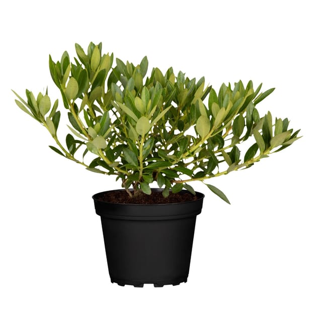 GROW by OBI Rhododendron Bloombux Rosa Höhe ca. 5 - 10 cm Topf 2, Rhododendron