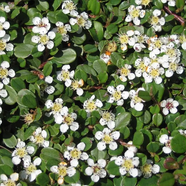 Teppich-Zwergmispel Streibs Findling Weiß Topf-Ø ca. 9 cm