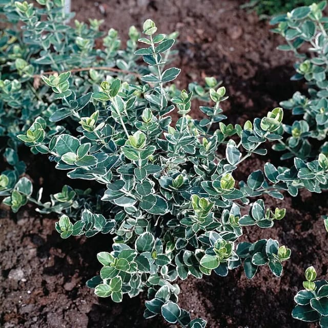 Weißbunte Kriechspindel Emerald Gaiety Topf-Ø ca. 9 cm Euonymus fortunei
