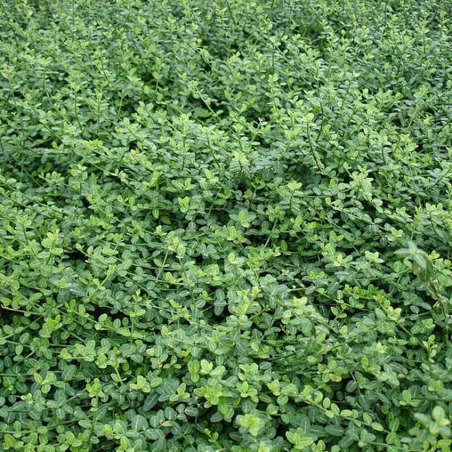 Kleinblättrige Kriechspindel Minimus Topf-Ø ca. 9 cm Euonymus fortunei