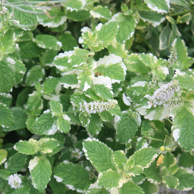 Blu Bio-Ananas-Minze Bowles Topf-Ø ca. 12 cm Mentha