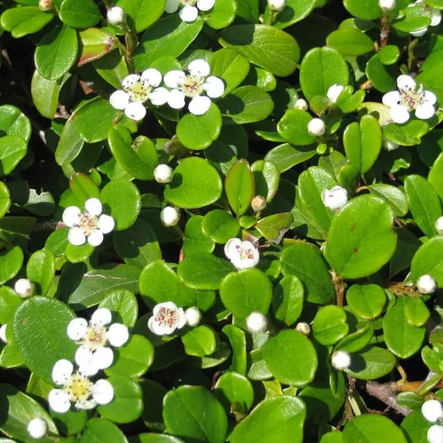 Teppich-Zwergmispel Frieders Evergreen Weiß Topf-Ø ca. 9 cm