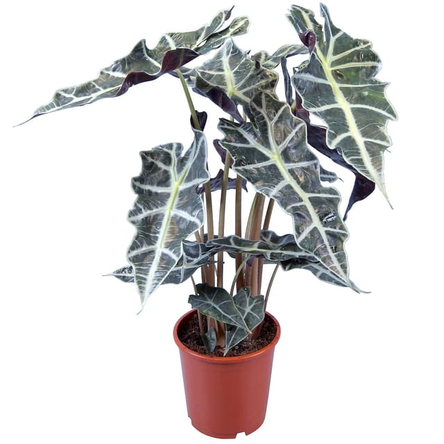 GROW by OBI Pfeilblatt Topf Ø ca. 17 cm
