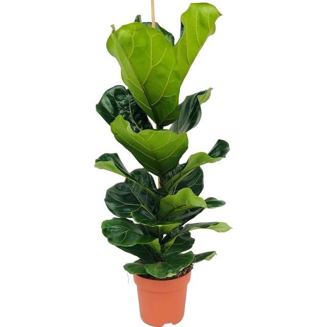 GROW by OBI Geigenfeige Höhe ca. 95 - 120 cm Topf Ø ca. 21 cm Ficus Lyrata