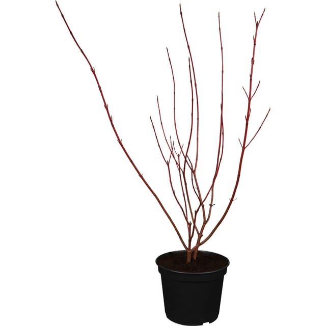 OBI Gelbbunter Hartriegel Spaethii Weiß Höhe ca. 40 - 60 cm Topf ca. 3,5,