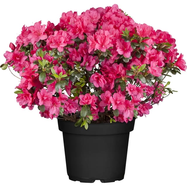 GROW by OBI Japanische Azalee Canzonetta Rot Höhe ca.20 - 25 cm Topf ca. 4,6,