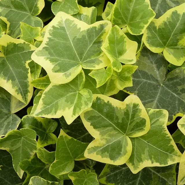 Efeu Gold Child Topf-Ø ca. 9 cm Hedera helix