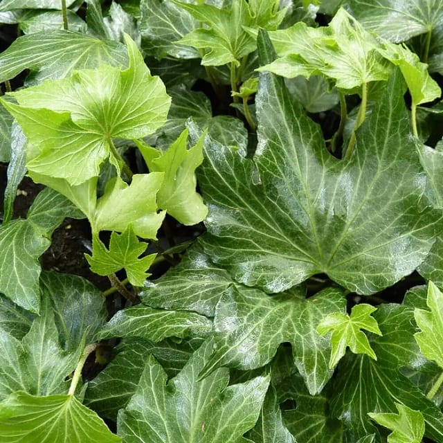 Grüner Efeu Green Ripple Topf-Ø ca. 9 cm Hedera helix