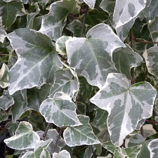 Efeu Glacier Topf-Ø ca. 9 cm Hedera helix