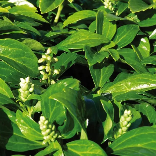 Dickmännchen Compakta Weiß Topf-Ø ca. 9 cm Pachysandra terminalis