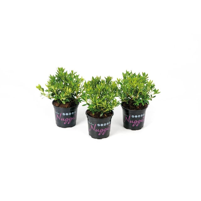 Rhododendron Nugget by Bloombux® Rosa Höhe ca. 5 - 10 cm Topf ca. 0,5,