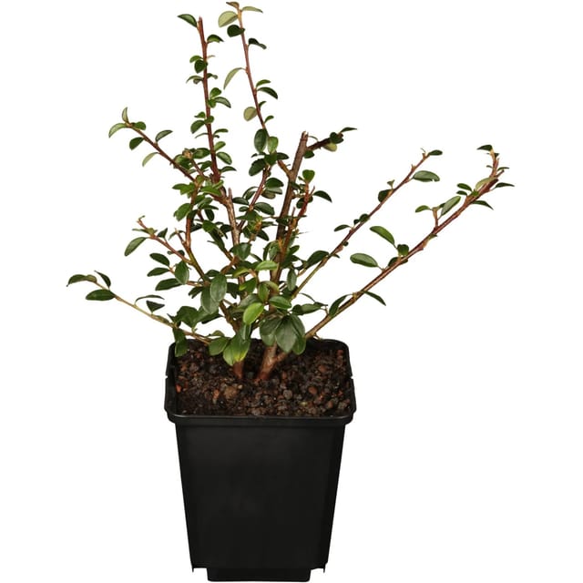 Kriechmispel Coral Beauty Weiß Topf-Ø ca. 9 cm Cotoneaster dammeri