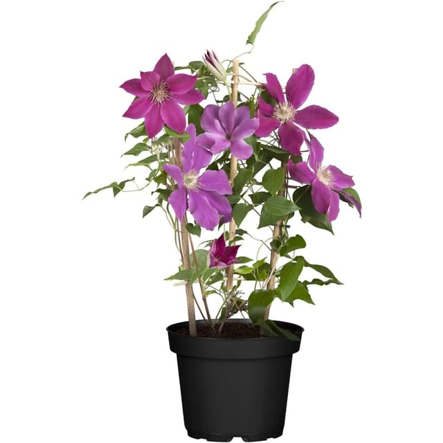 Waldrebe Topf-Ø ca. 17 cm Clematis Hyb. Niobe